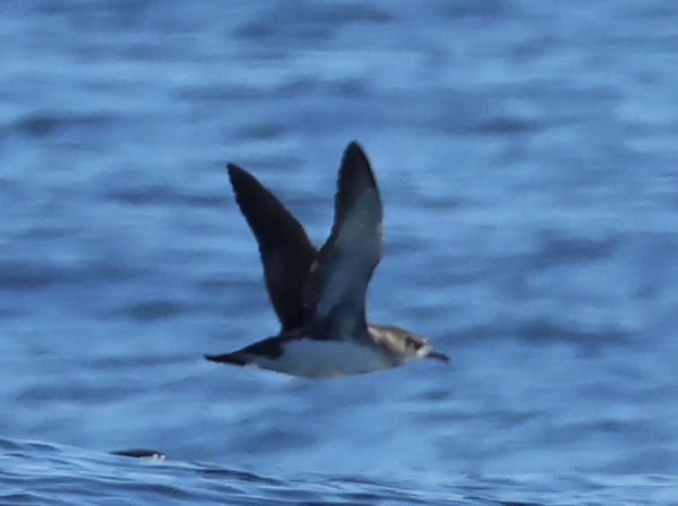 Fluttering Shearwater - ML637860878