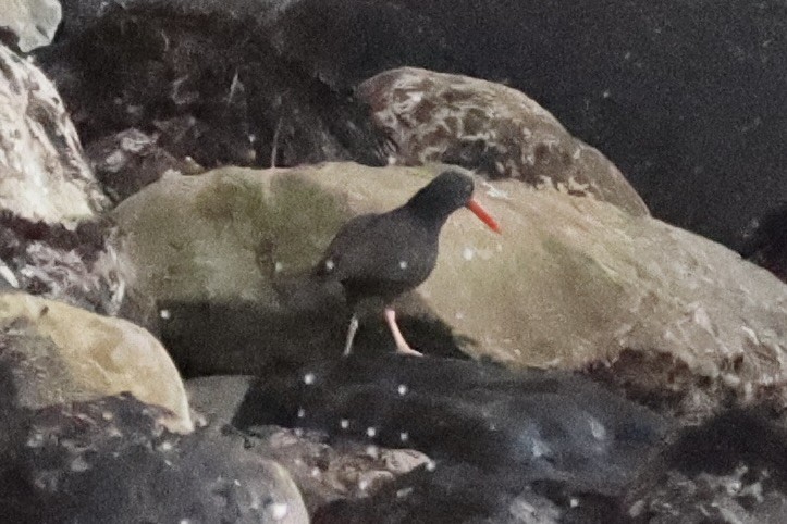 Black Oystercatcher - ML637860880