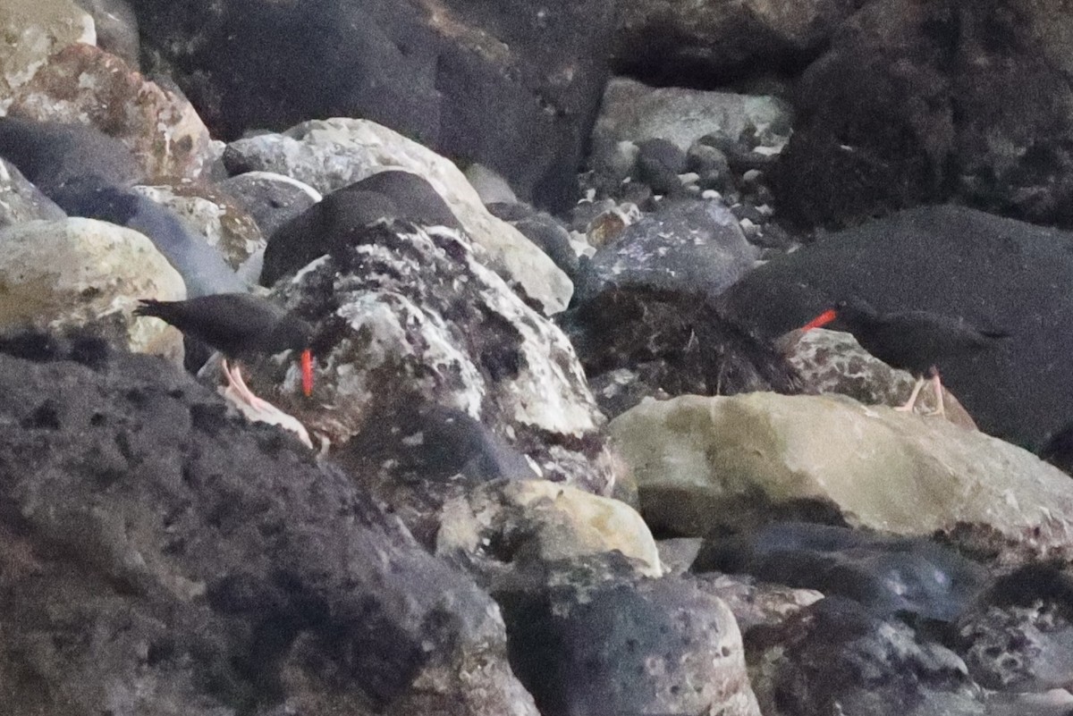 Black Oystercatcher - ML637860881