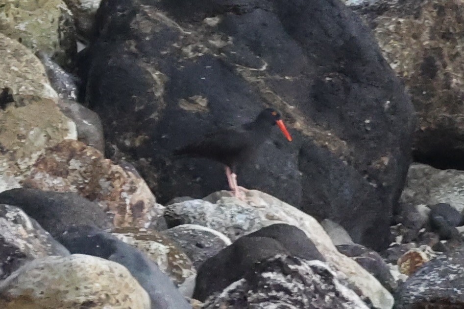 Black Oystercatcher - ML637860882