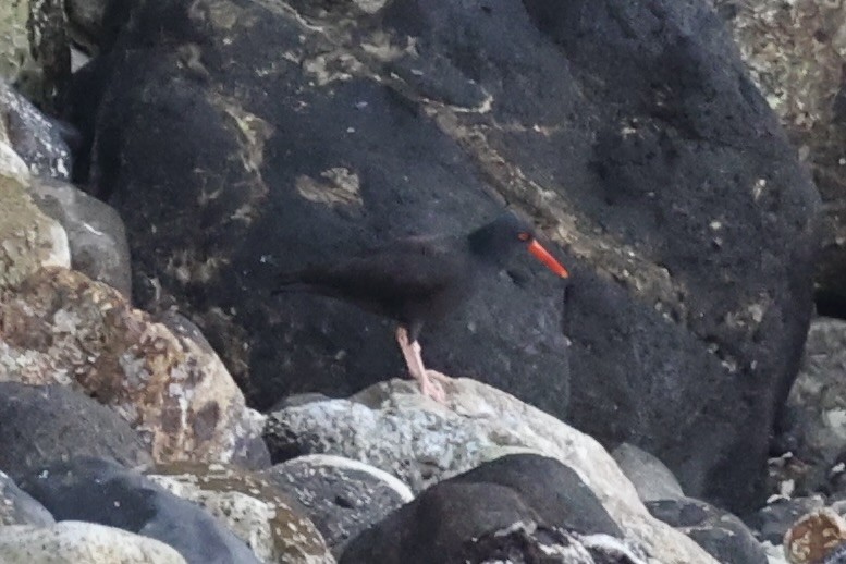 Black Oystercatcher - ML637860883