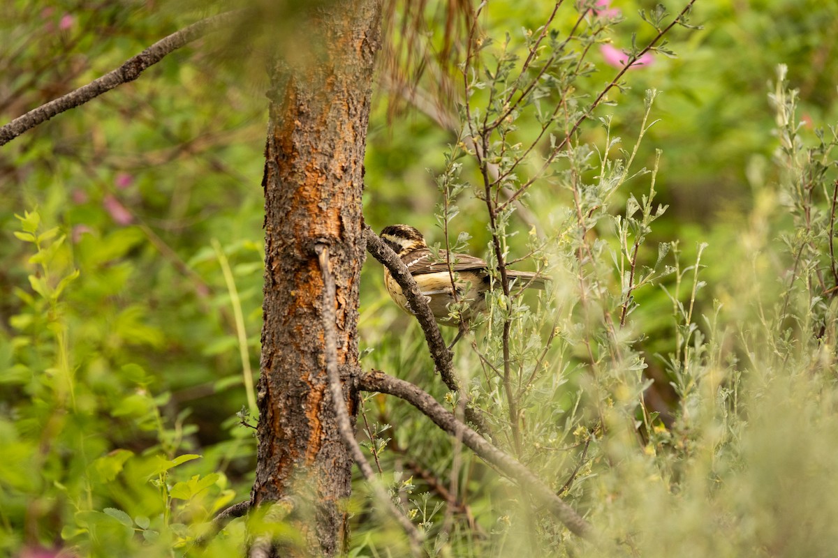 Black-headed Grosbeak - ML637860885