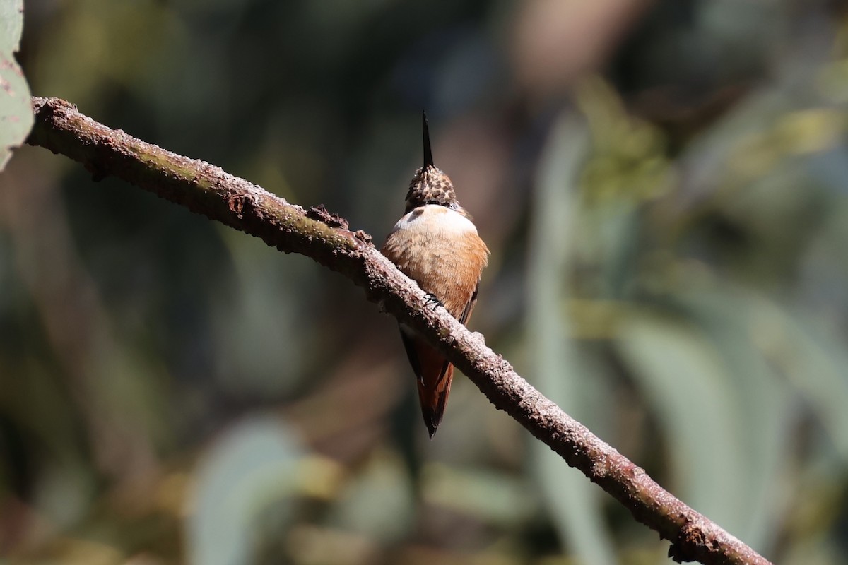 Allen's Hummingbird - ML637860890