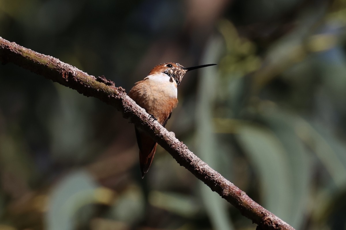 Allen's Hummingbird - ML637860891