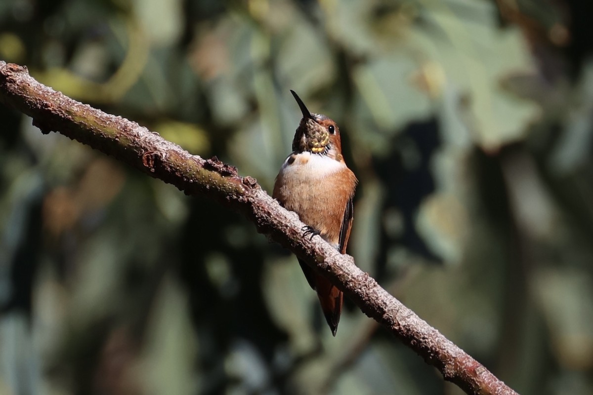 Allen's Hummingbird - ML637860892
