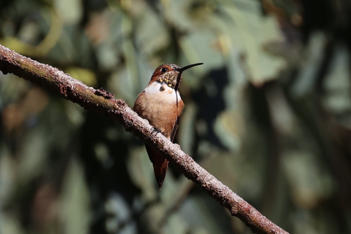 Allen's Hummingbird - ML637860893