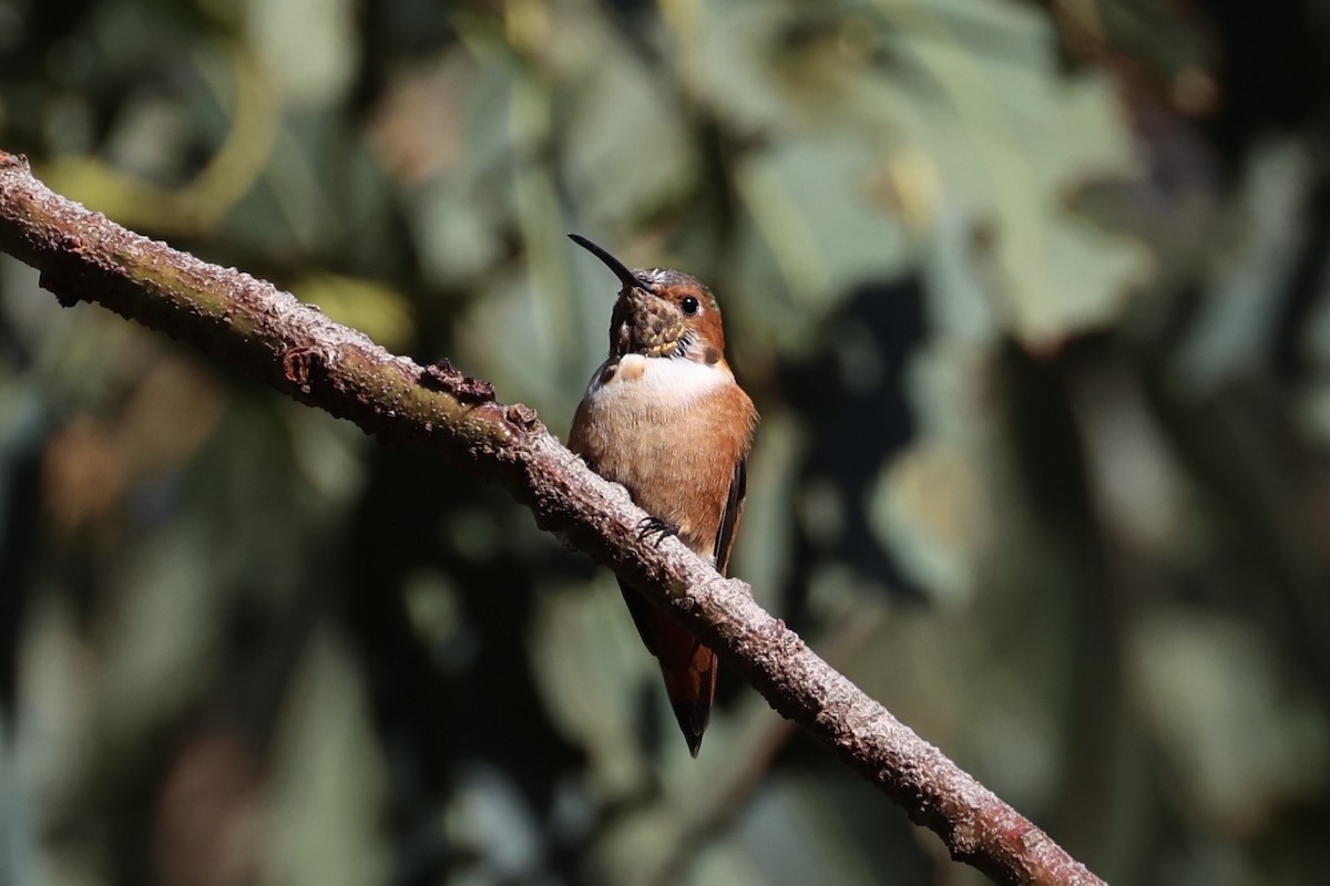 Allen's Hummingbird - ML637860894