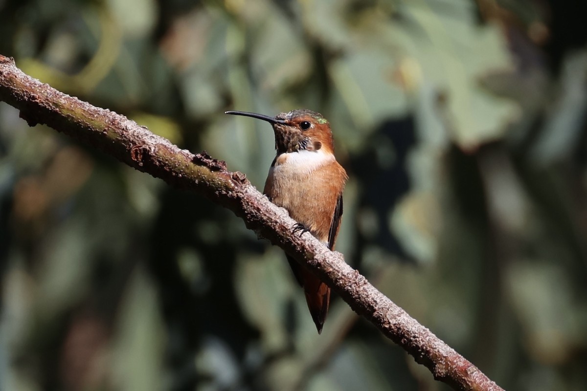 Allen's Hummingbird - ML637860895