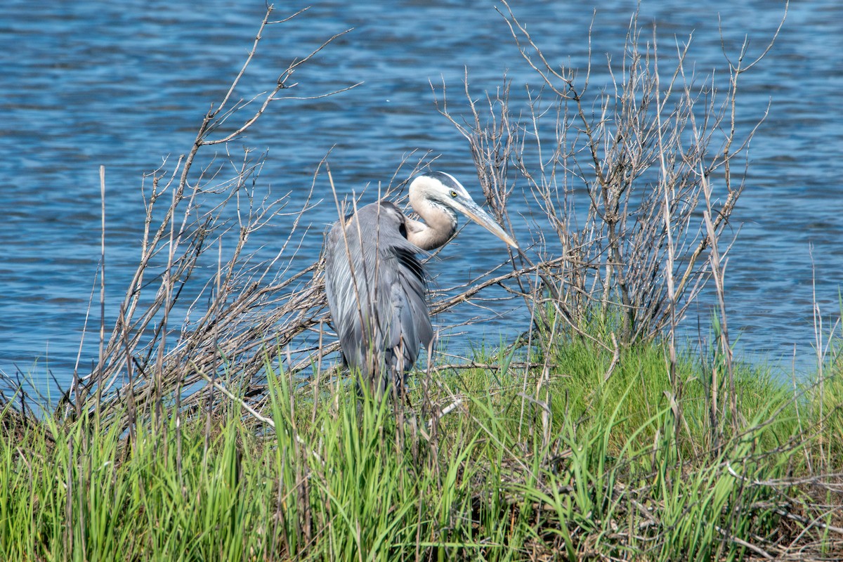 Great Blue Heron - ML637860897