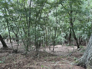 富士河口湖町--河口湖天上山公園(Fujikawaguchiko--Kawaguchiko
