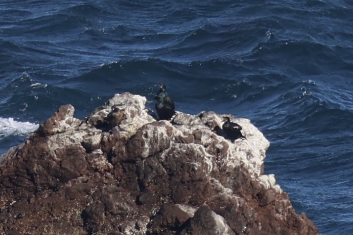 Brandt's Cormorant - ML637860920