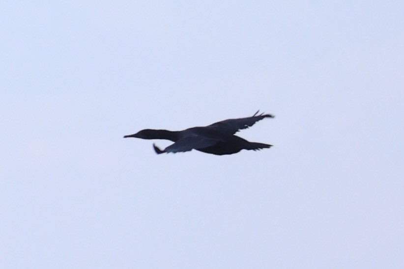 Brandt's Cormorant - ML637860922