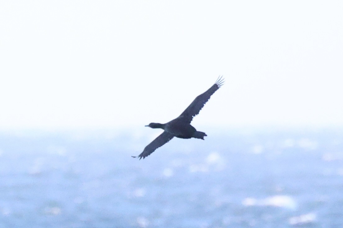 Brandt's Cormorant - ML637860923