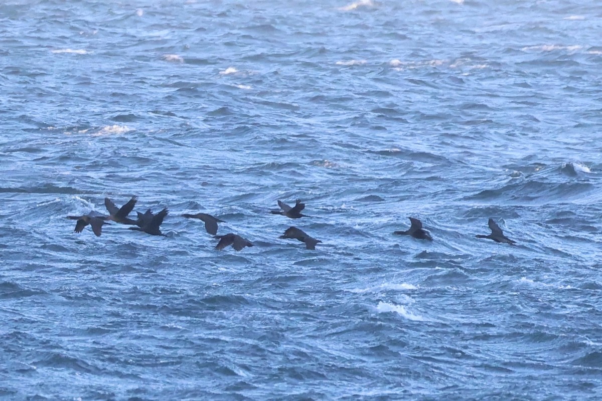Brandt's Cormorant - ML637860926