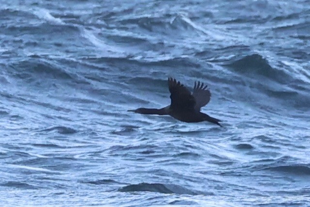 Brandt's Cormorant - ML637860927