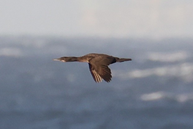 Brandt's Cormorant - ML637860928