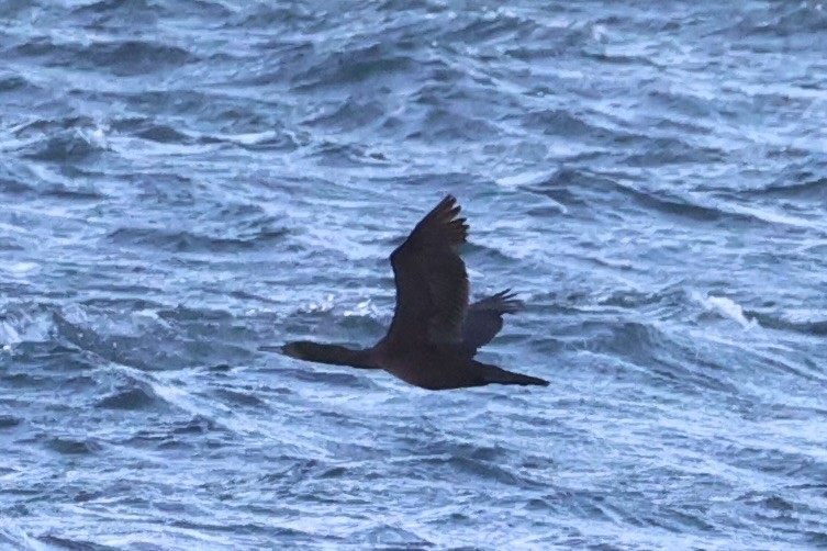 Brandt's Cormorant - ML637860929