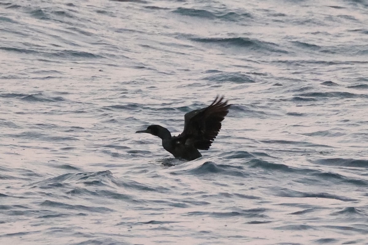 Brandt's Cormorant - ML637860930