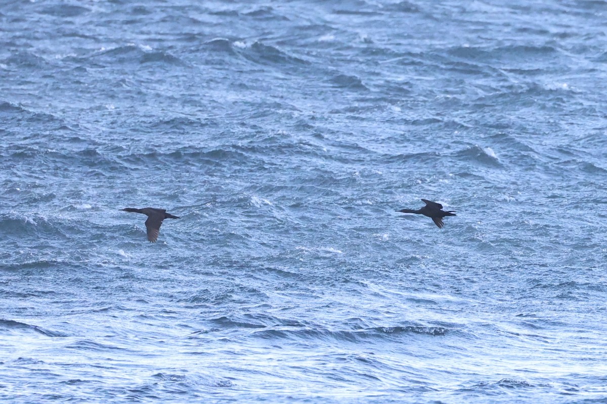 Brandt's Cormorant - ML637860931