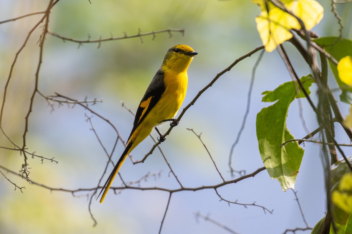 Short-billed Minivet - ML637860933