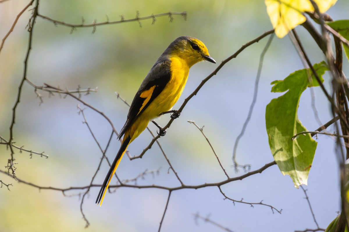 Short-billed Minivet - ML637860934