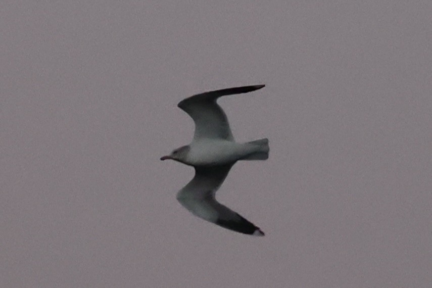 Western Gull - ML637860959