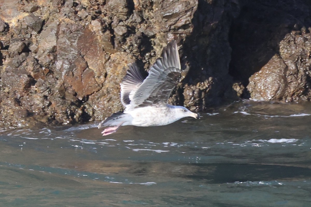 Western Gull - ML637860960