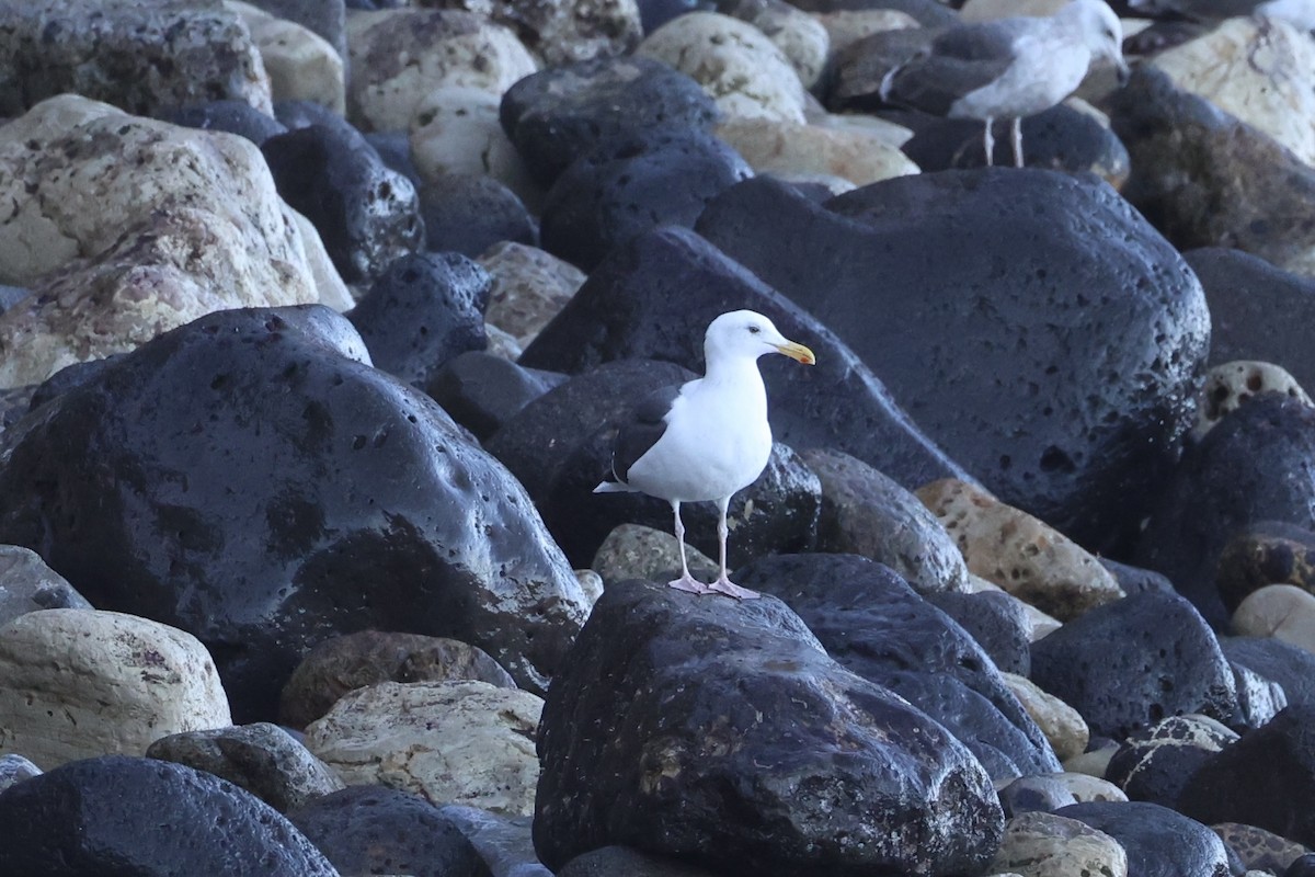 Western Gull - ML637860961