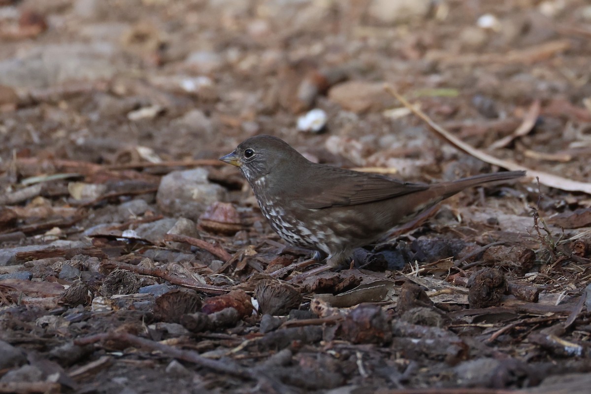 גיבתונית חומת-זנב - ML637860980