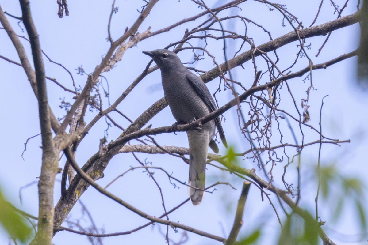 Black-winged Cuckooshrike - ML637861025