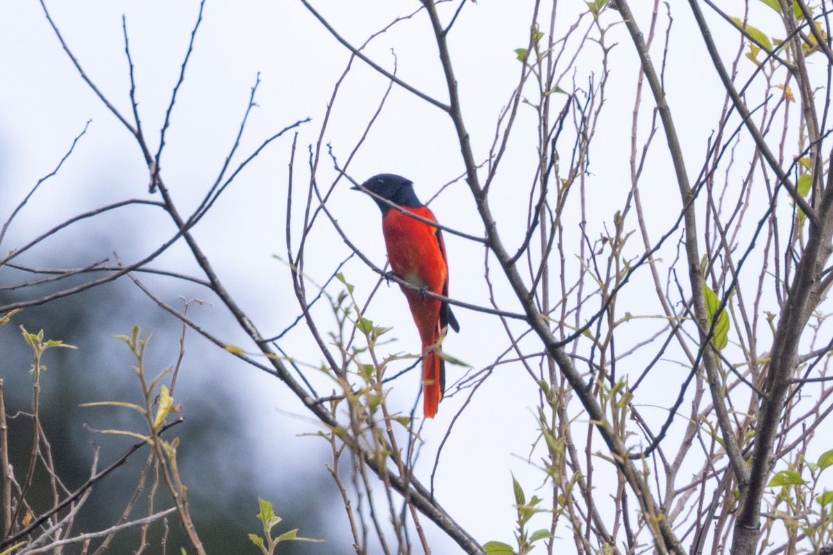 Short-billed Minivet - ML637861044