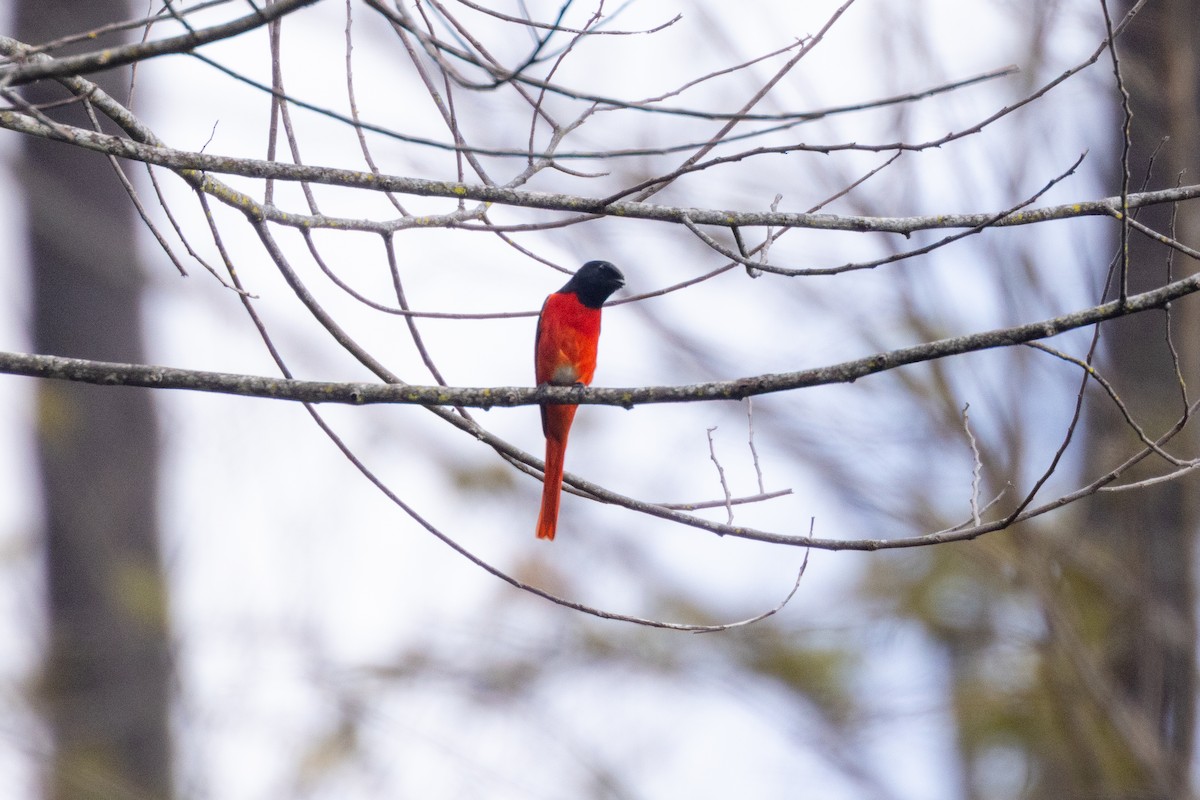 Short-billed Minivet - ML637861048