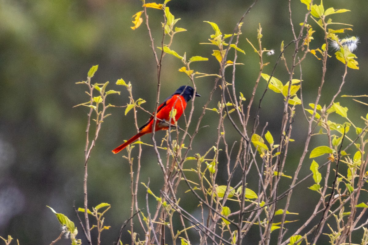 Short-billed Minivet - ML637861049