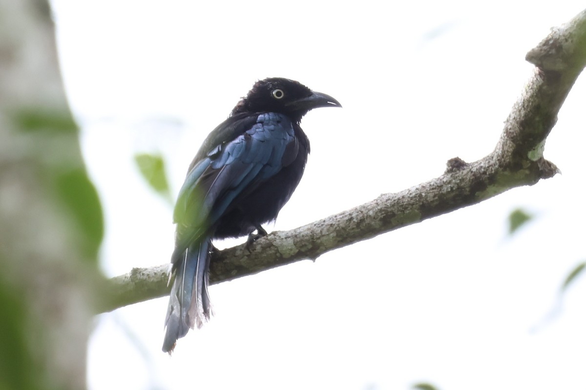 Hair-crested Drongo (White-eyed) - ML637861128