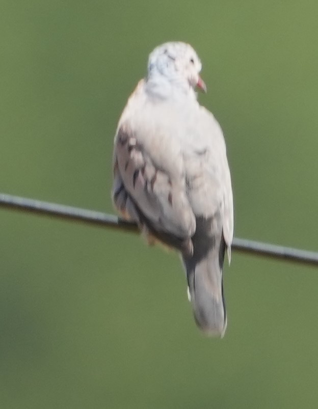 Columbina Común - ML637861131