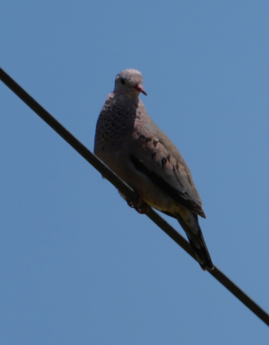 Columbina Común - ML637861141