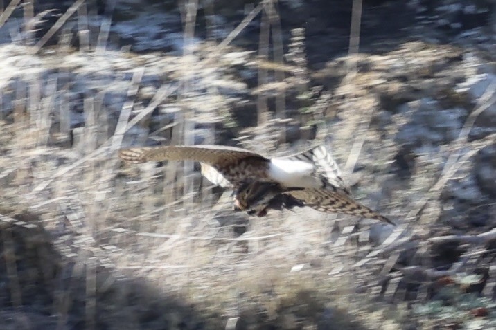Accipitrine hawk sp. (former Accipiter sp.) - ML637861157