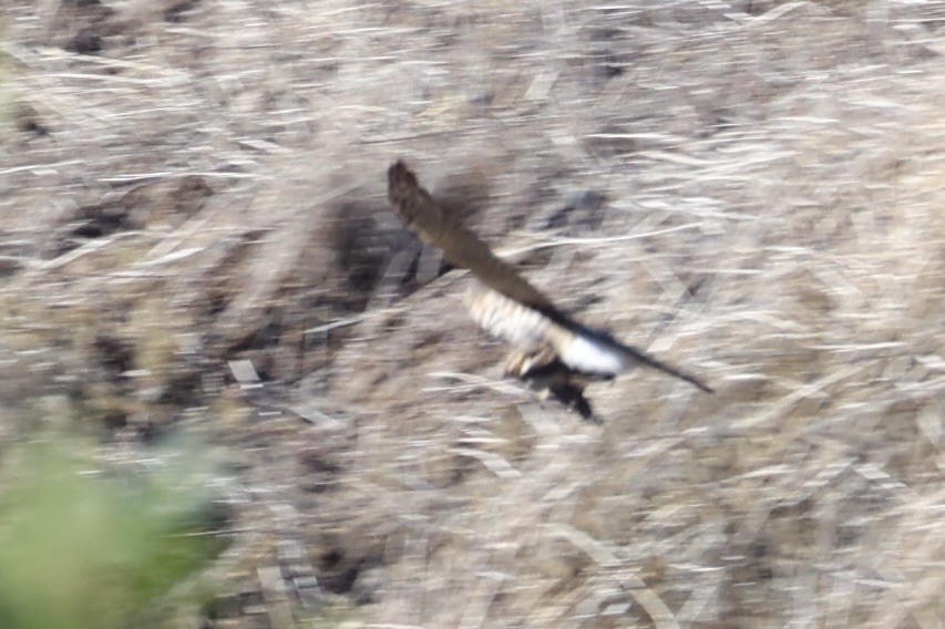 Accipitrine hawk sp. (former Accipiter sp.) - ML637861158