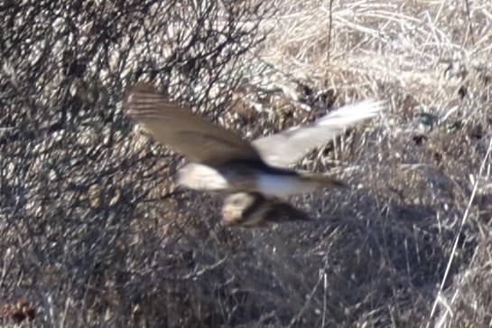 Accipitrine hawk sp. (former Accipiter sp.) - ML637861159