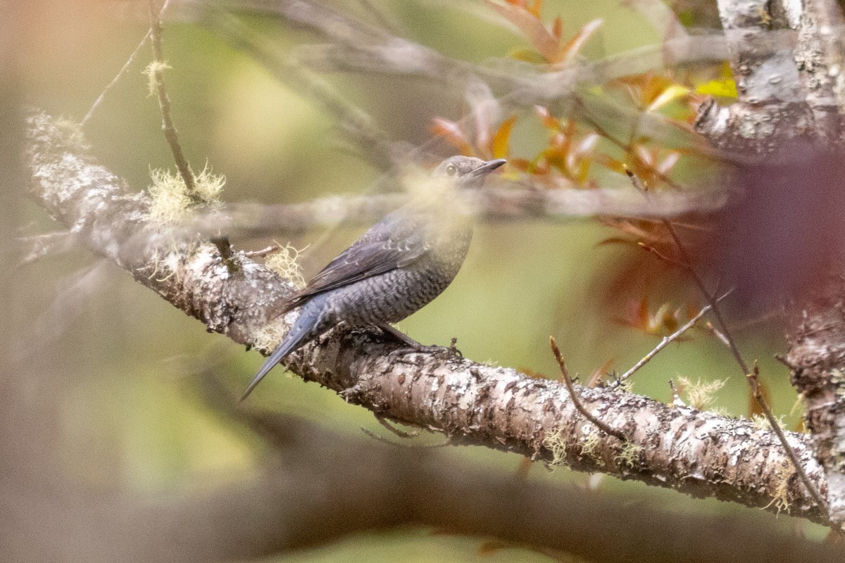 Blue Rock-Thrush - ML637861168