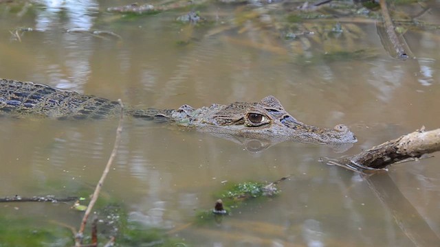 Spectacled Caiman - ML637861180