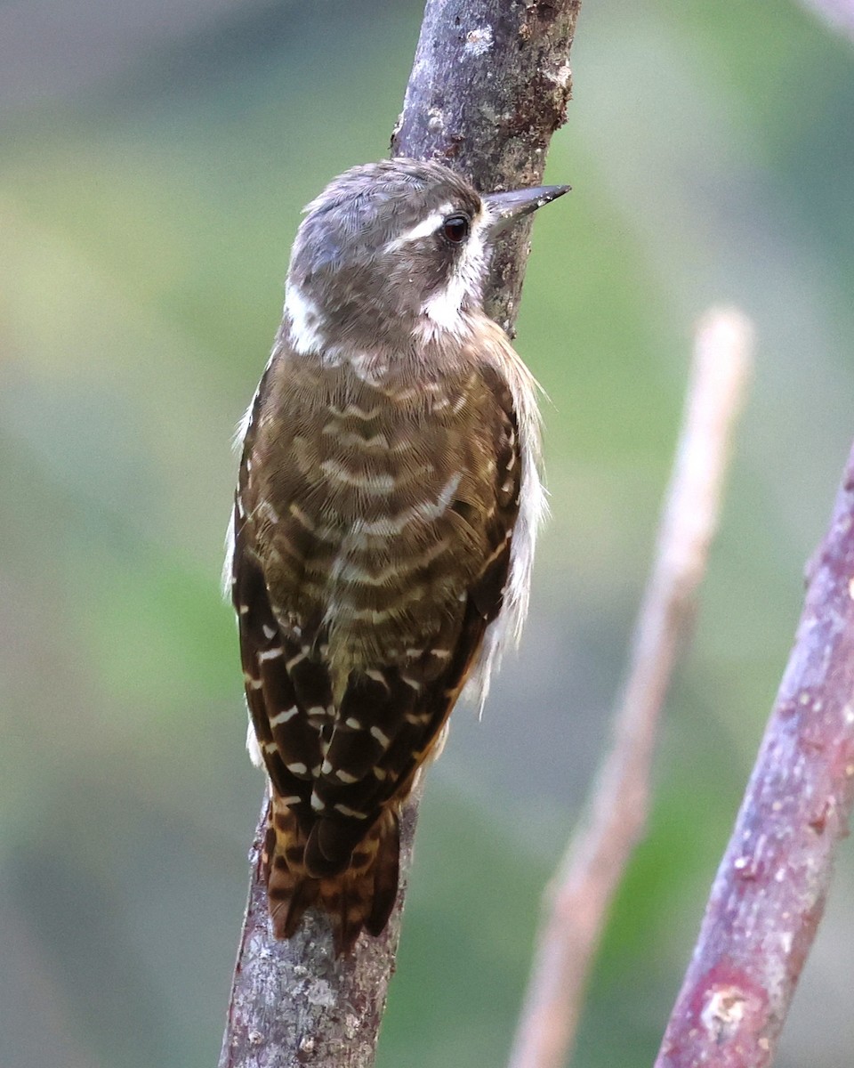 Sulawesi Pygmy Woodpecker - ML637861181