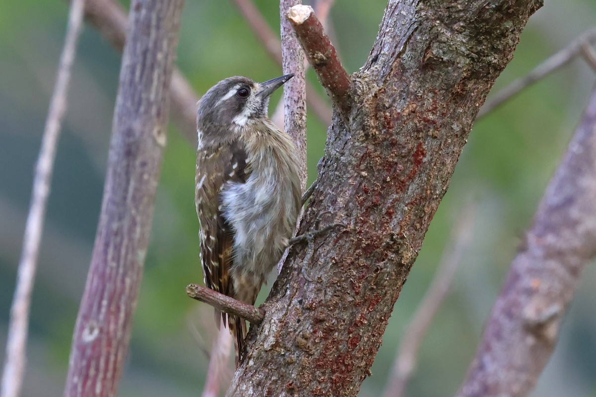 Sulawesi Pygmy Woodpecker - ML637861184