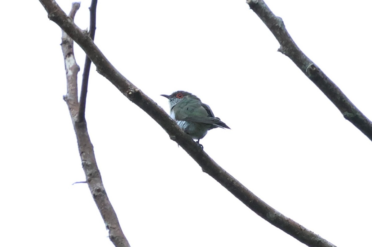 Little Bronze-Cuckoo - ML637861192