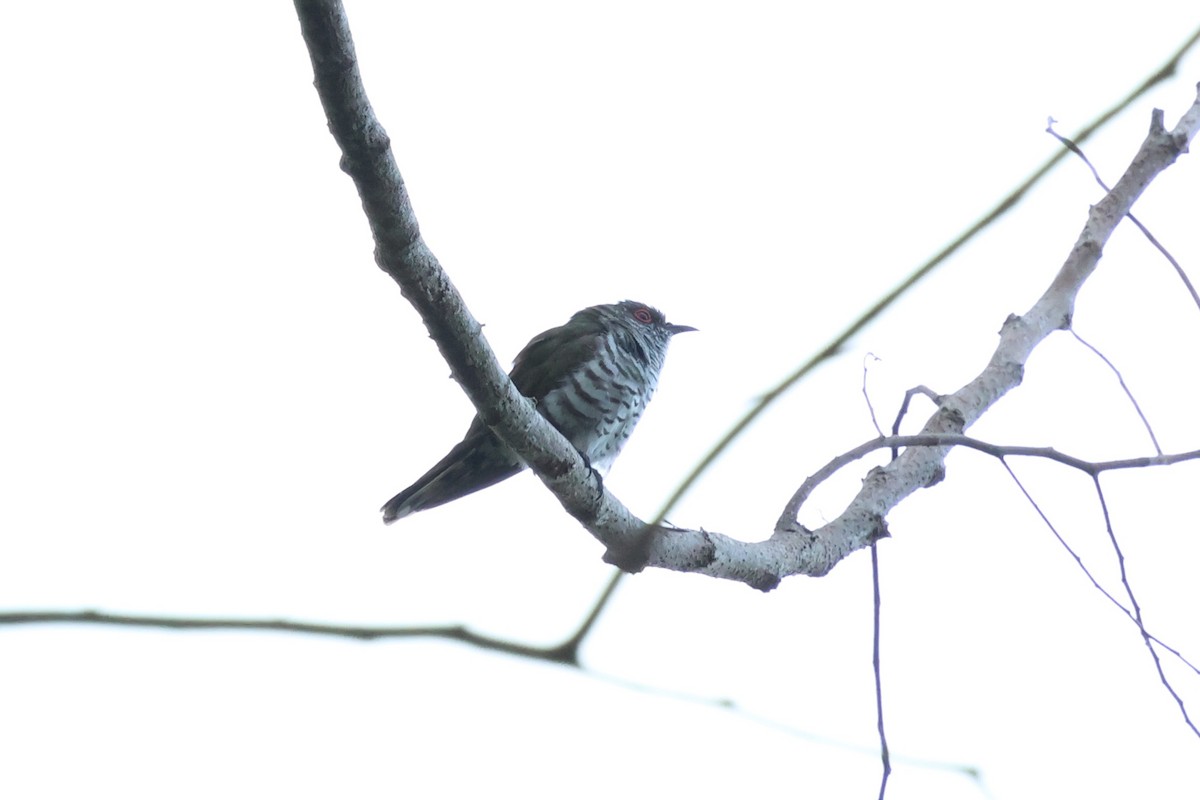 Little Bronze-Cuckoo - ML637861193