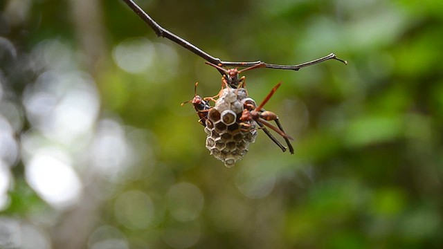 Insects - ML637861226