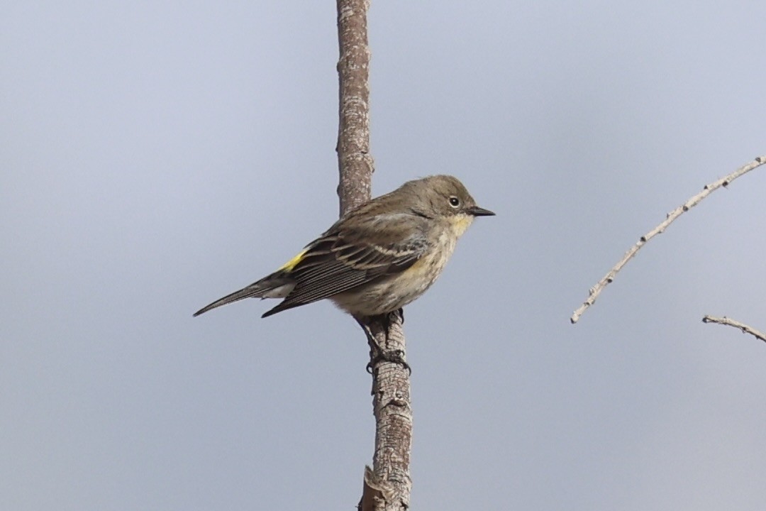 myrteparula - ML637861251