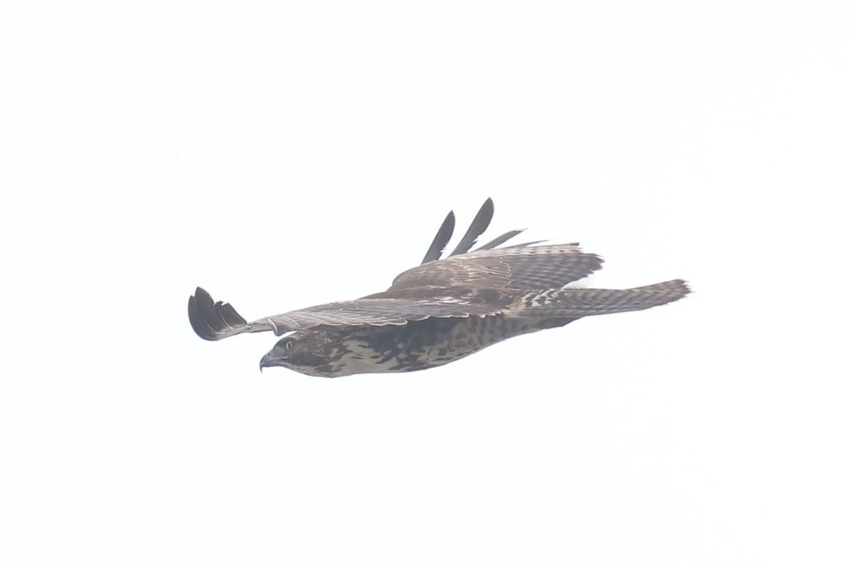 Red-tailed Hawk - ML637861313