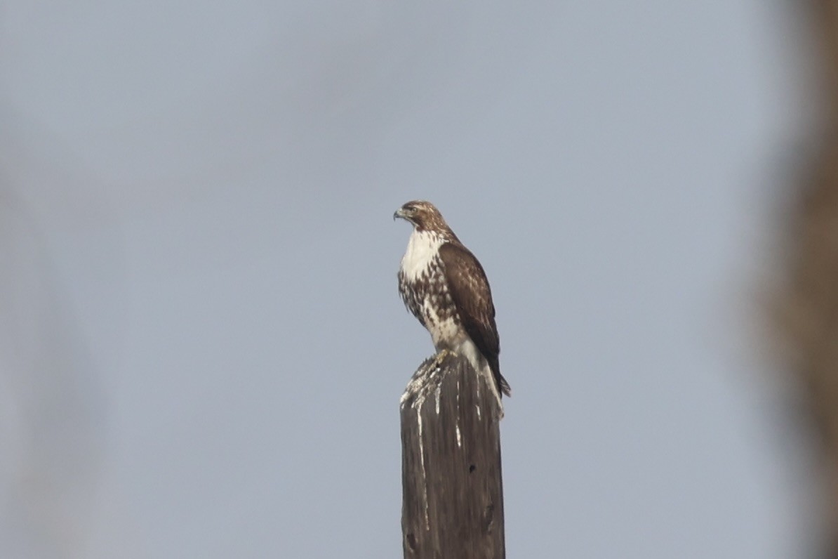 Red-tailed Hawk - ML637861314