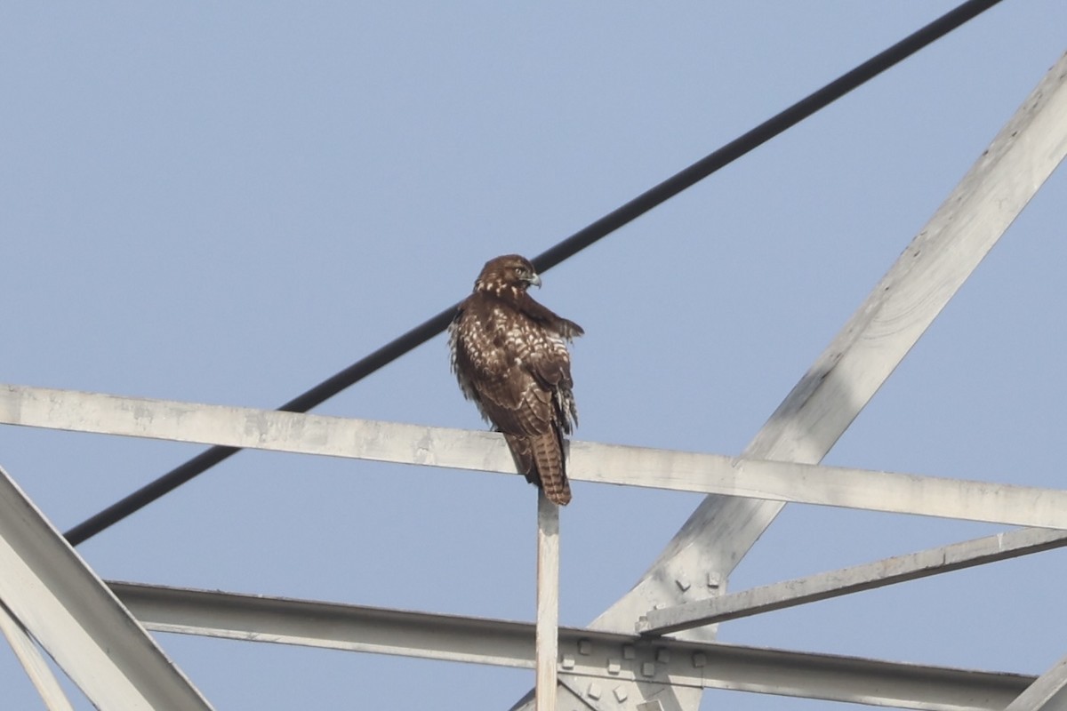Red-tailed Hawk - ML637861315